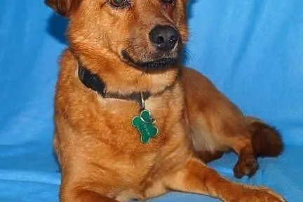 RUDEK - cudowny, mały 8 kg psiak do adopcji,  mazo
