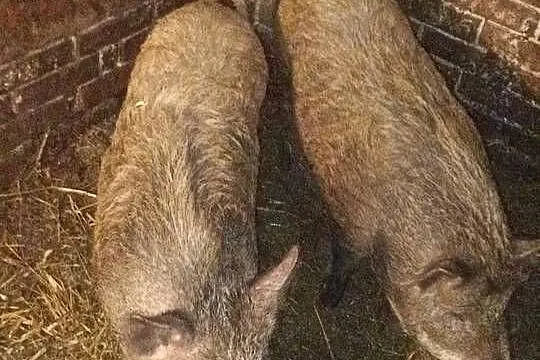 Dwie świnki świniodziki