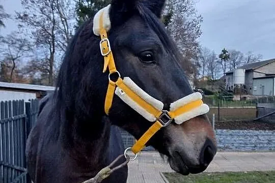 Klacz śląska z pełnym pochodzeniem, 2,5 roku, Śląskie, Studzionka