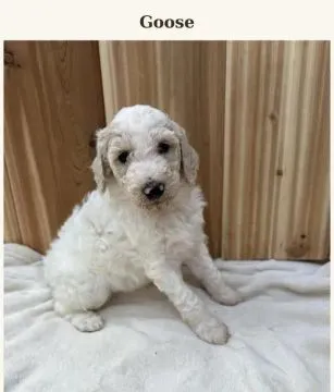 Zdrowe szczenięta rasy pudel (odmiana „teacup” – miniaturowa) do adopcji. Proszę o kontakt przez Wha
