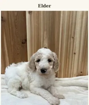 Zdrowe szczenięta rasy pudel (odmiana „teacup” – miniaturowa) do adopcji. Proszę o kontakt przez Wha, , Wrocławice-Majątek