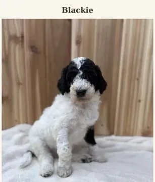 Zdrowe szczenięta rasy pudel (odmiana „teacup” – miniaturowa) do adopcji. Proszę o kontakt przez Wha, , Wrocławice-Majątek