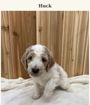 Zdrowe szczenięta rasy pudel (odmiana „teacup” – miniaturowa) do adopcji. Proszę o kontakt przez Wha, , Wrocławice-Majątek