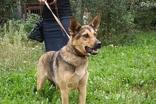 Młoda, radosna Dora szuka domu