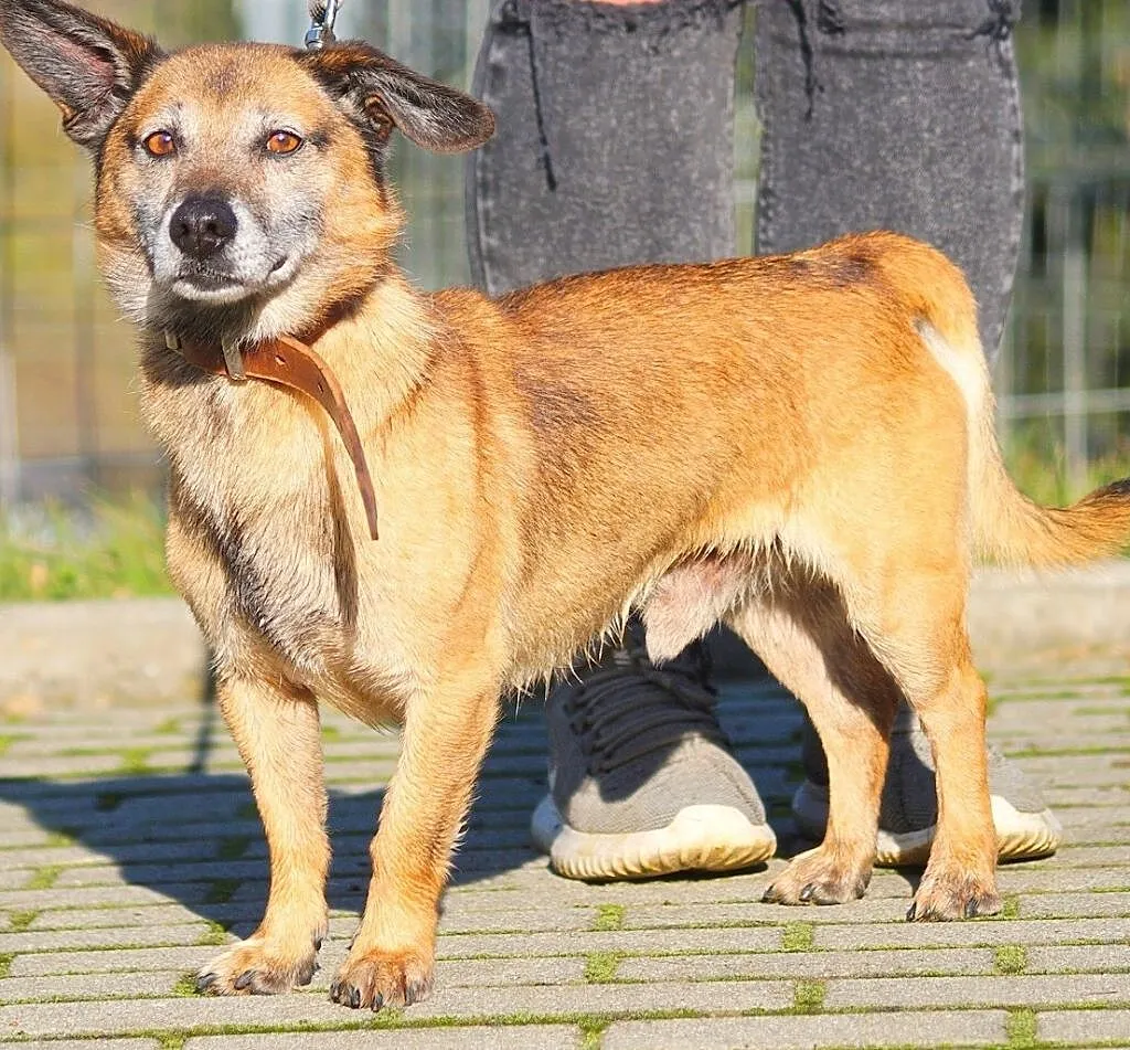 Tobi szuka domu !, Śląskie, Katowice