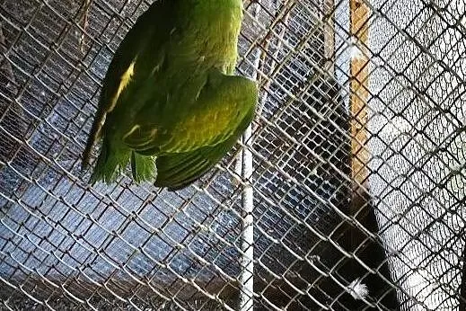 Papuga Aleksandretta różowo-pierśna z 2018 roku, Malawa