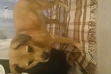 Kochana suczka Kora pilnie szuka domu ,  lubuskie 
