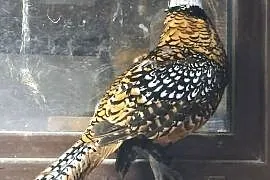 Ptaki bazanty