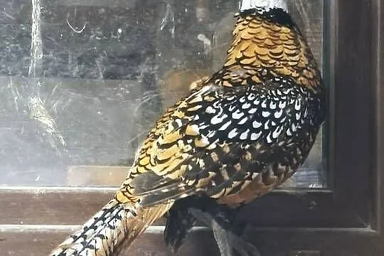Ptaki bazanty