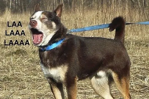 Mały, łagodny i grzeczny Cynamon szuka domu!,  Kun