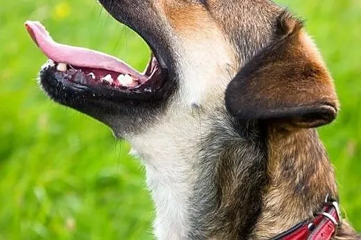 Milka szuka domu!,  dolnośląskie Jelenia Góra