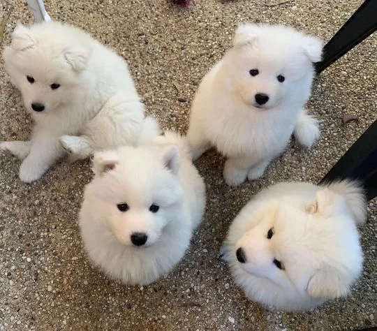 Szczenięta Samoyeda GOTOWE JUŻ TERAZ do nowych domów