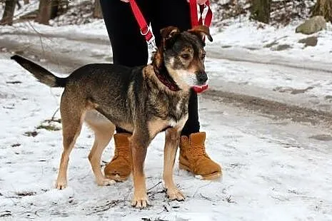 Piękna czujna Serbia szuka domu!,  dolnośląskie Wr