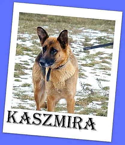 KASZMIRA przemiła sunia, łagodna, delikatna,zrówno