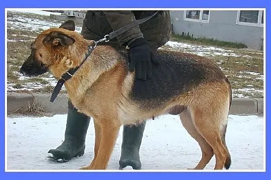 KASZMIRA przemiła sunia, łagodna, delikatna,zrówno