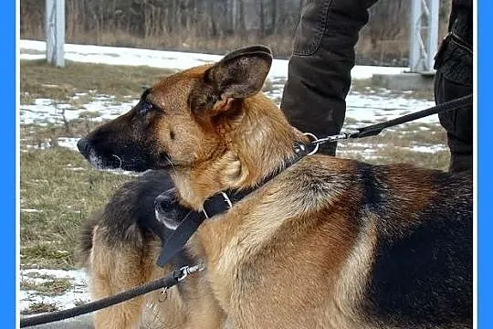 KASZMIRA przemiła sunia, łagodna, delikatna,zrówno