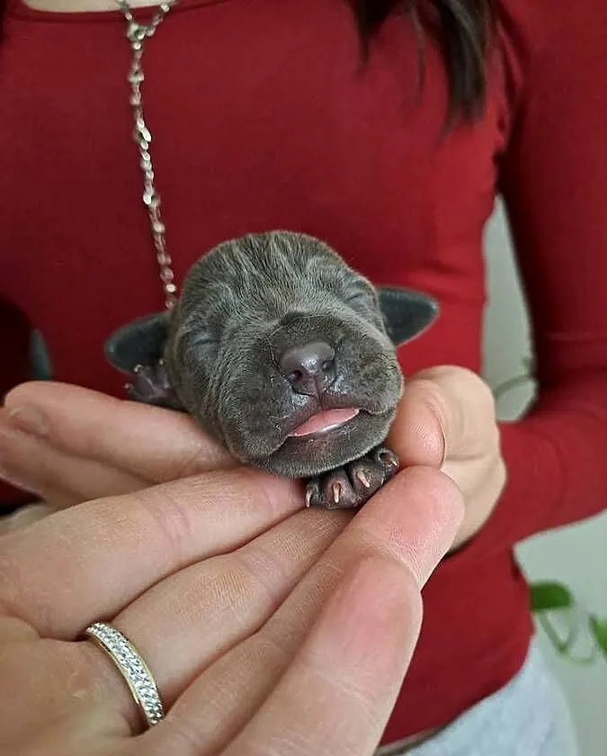 Piękne szczeniaki Amstaff blue, Wielkopolskie, Opatów