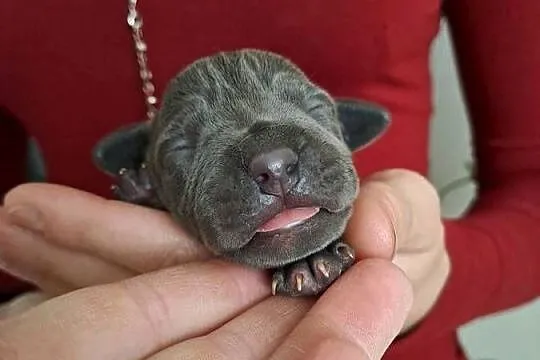 Piękne szczeniaki Amstaff blue, Wielkopolskie, Opatów