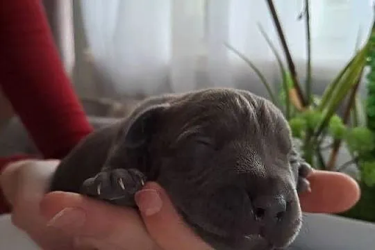 Piękne szczeniaki Amstaff blue, Wielkopolskie, Opatów
