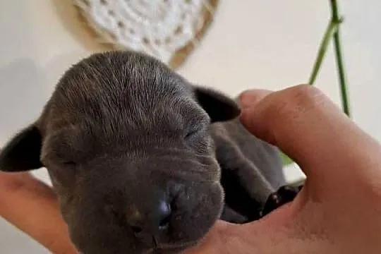 Piękne szczeniaki Amstaff blue, Wielkopolskie, Opatów
