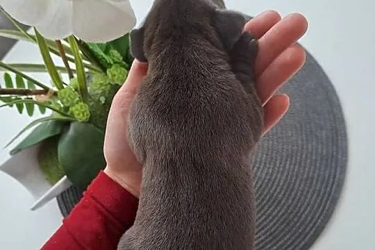 Piękne szczeniaki Amstaff blue, Wielkopolskie, Opatów