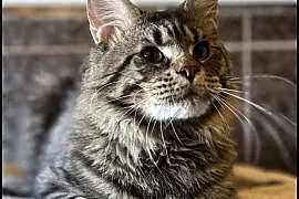 Reproduktor Maine Coon czarny klasyk