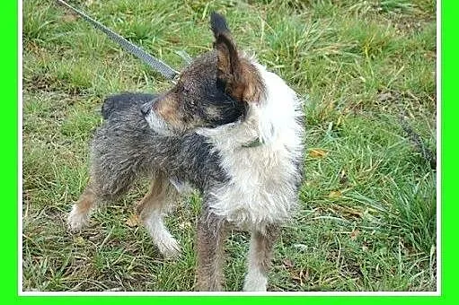 7 kg,rodzinny,wesoły,łagodny,przyjazny piesek PIKP