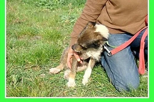 7 kg,rodzinny,wesoły,łagodny,przyjazny piesek PIKP