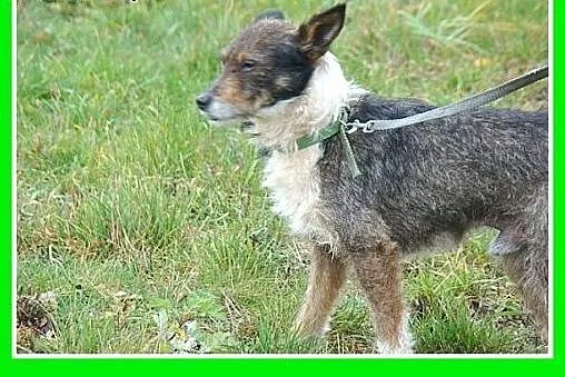 7 kg,rodzinny,wesoły,łagodny,przyjazny piesek PIKP