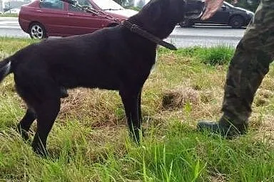 Kamyk szuka domu!,  dolnośląskie Jelenia Góra