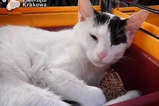 Milka w białym futerku,  małopolskie Kraków