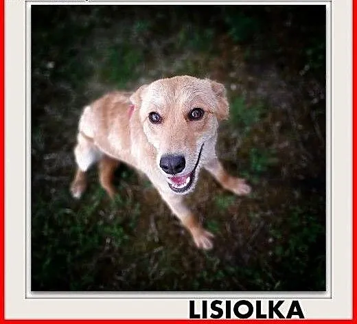 Młodziutka,delikatna,tulaśna,łagodna,steryliz.suczka LISIOLKA, śląskie Katowice, Śląskie, Katowice