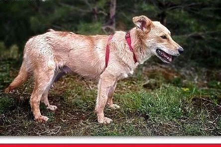 Młodziutka,delikatna,tulaśna,łagodna,steryliz.suczka LISIOLKA,  śląskie Katowice, Śląskie, Katowice