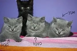 Koty Brytyjskie Brytyjski Z Rodowodem i Czipem,  ś, Częstochowa