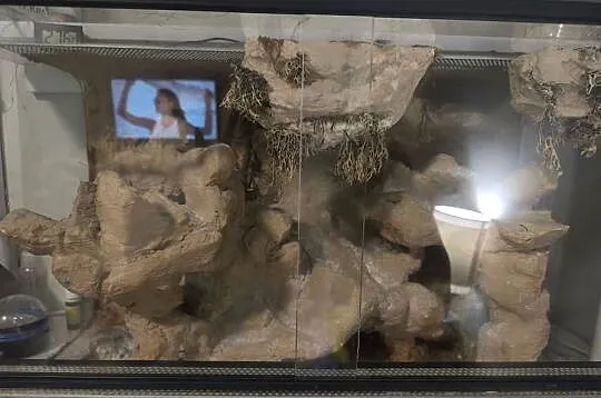 Terrarium dla gekona lamparciego, Śląskie, Sosnowiec