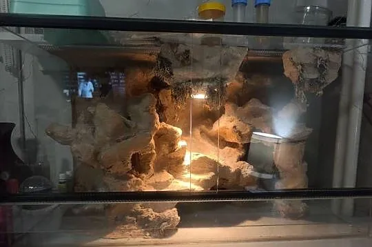 Terrarium dla gekona lamparciego, Śląskie, Sosnowiec