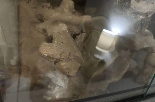 Terrarium dla gekona lamparciego, Śląskie, Sosnowiec