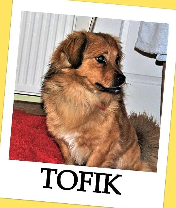 Mały 10 kg,przesympatyczny,wesoły,przyjazny psiak TOFIK.ADOPCJA!, , Wrocław