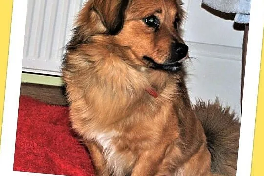 Mały 10 kg,przesympatyczny,wesoły,przyjazny psiak TOFIK.ADOPCJA!