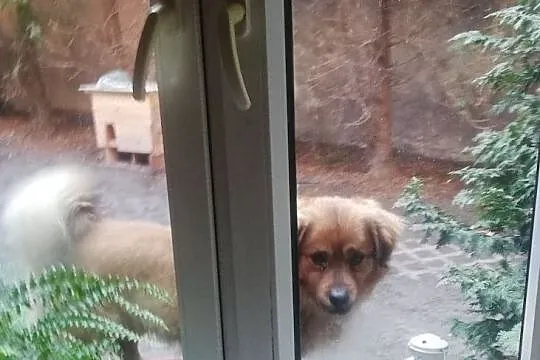 Mały 10 kg,przesympatyczny,wesoły,przyjazny psiak TOFIK.ADOPCJA!, , Wrocław