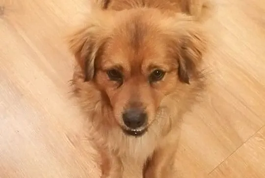 Mały 10 kg,przesympatyczny,wesoły,przyjazny psiak TOFIK.ADOPCJA!, , Wrocław