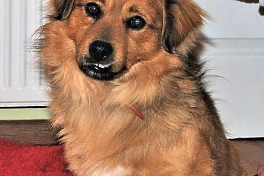 Mały 10 kg,przesympatyczny,wesoły,przyjazny psiak TOFIK.ADOPCJA!, , Wrocław
