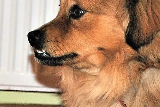 Mały 10 kg,przesympatyczny,wesoły,przyjazny psiak TOFIK.ADOPCJA!, , Wrocław