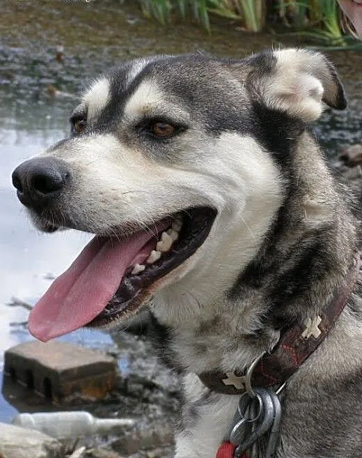 Pako - przyjazny mix husky czeka na adopcję, śląs