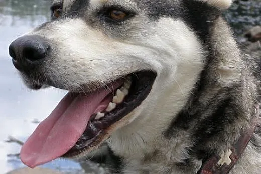 Pako - przyjazny mix husky czeka na adopcję,  śląs