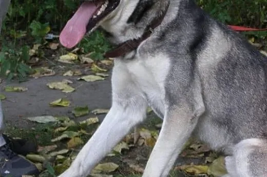 Pako - przyjazny mix husky czeka na adopcję,  śląs