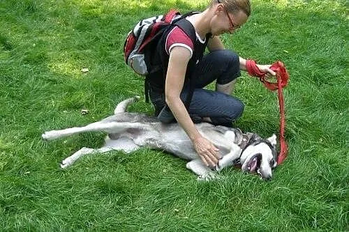 Pako - przyjazny mix husky czeka na adopcję,  śląs