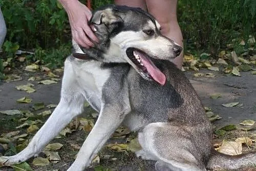 Pako - przyjazny mix husky czeka na adopcję,  śląs