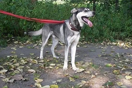 Pako - przyjazny mix husky czeka na adopcję,  śląs