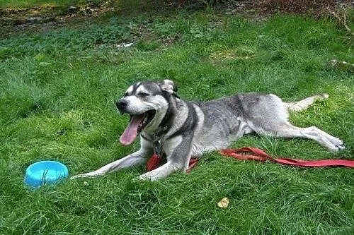 Pako - przyjazny mix husky czeka na adopcję,  śląs